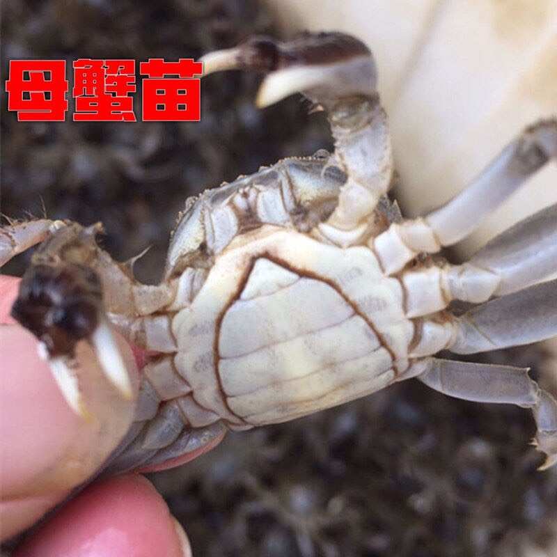 优质蟹苗 扣蟹 盘锦蟹苗 原坑蟹苗 通货苗 全母苗 保质保量