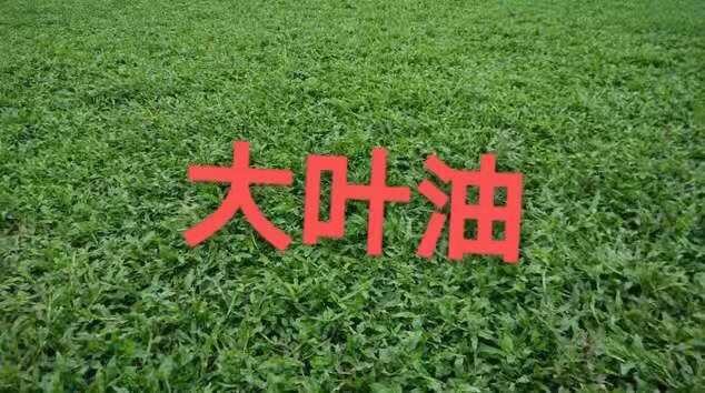 东安县大叶油草