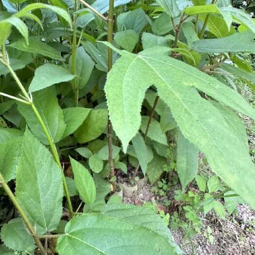 阳西县优质五指毛桃种苗 广东优良五指毛桃杯苗 自家苗场批发包回收够