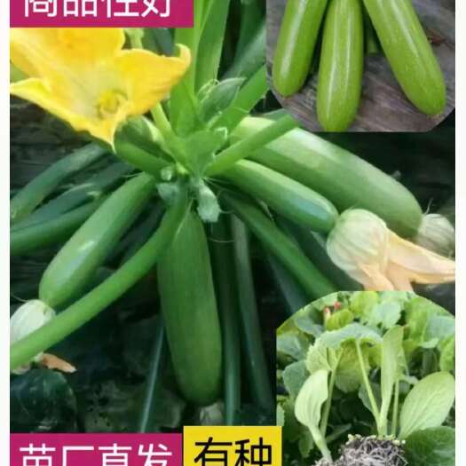 寿光市西葫芦种子 越冬早春 瓜条翠绿 角瓜种子