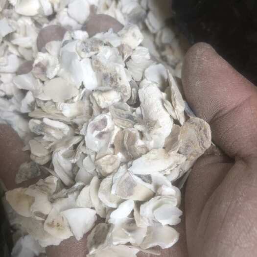 阳西县牡蛎蚝壳片，适合对象猪牛羊