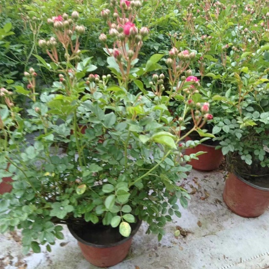  红花蔷薇