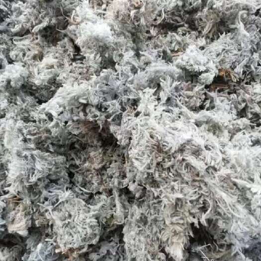 前期茵陈