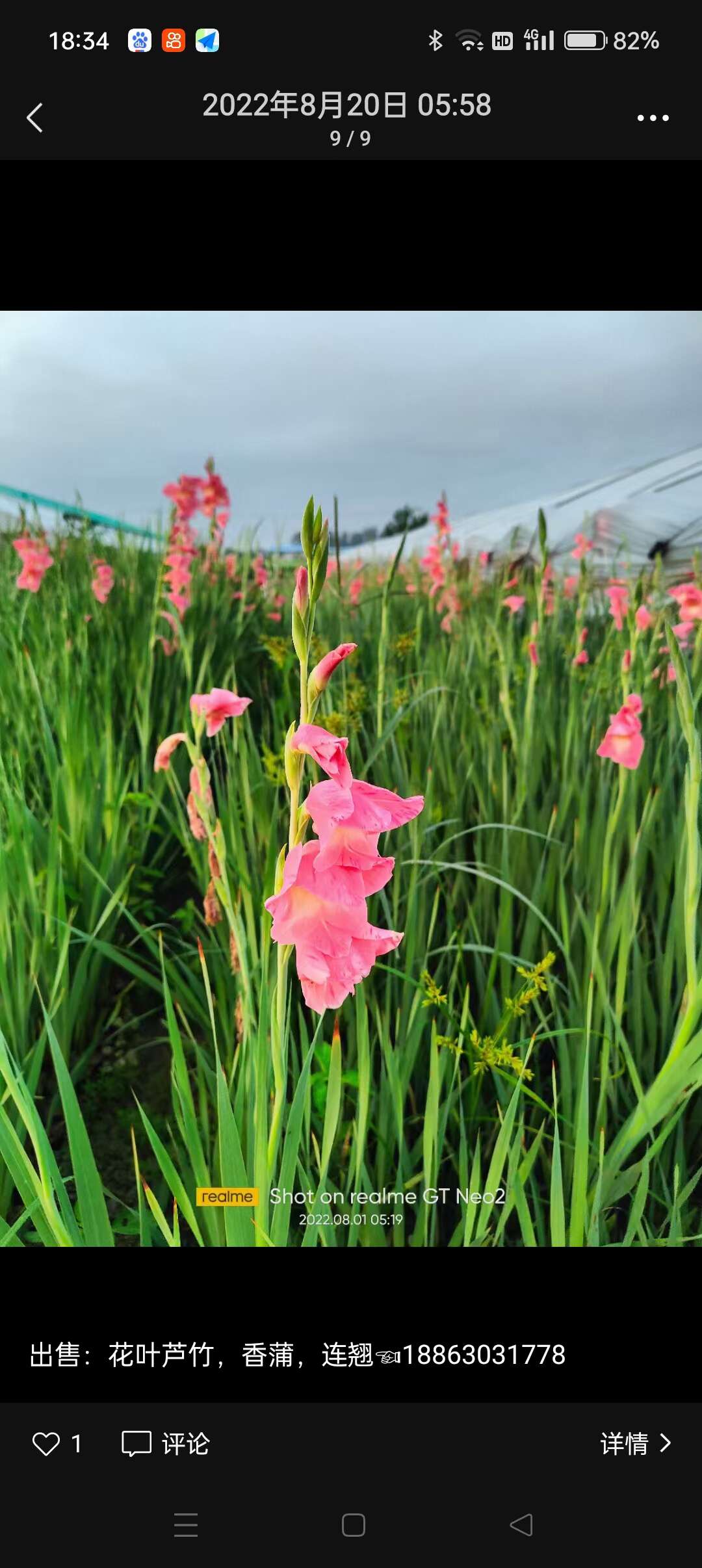 优质唐菖蒲 德国鸢尾 产地直销 自家基地 量大可优惠