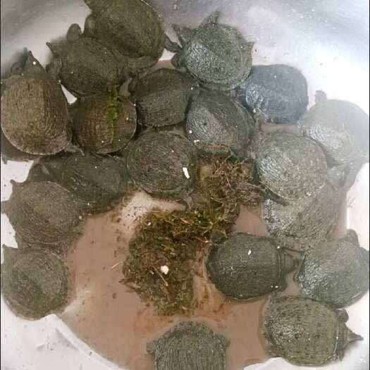枣庄甲鱼苗包邮10只