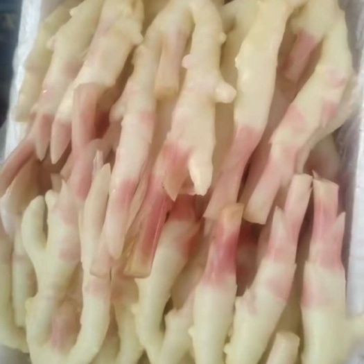 南宁反季节仔姜新货上市