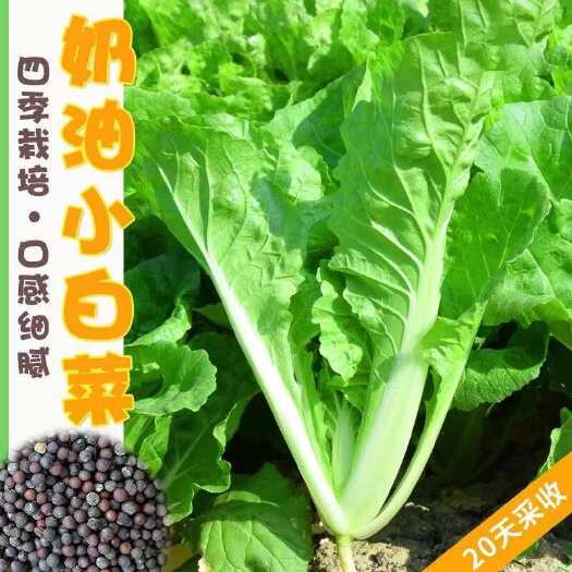 奶油小白菜种子四季蔬菜种子速生早熟耐热耐寒盆栽阳台快菜种子