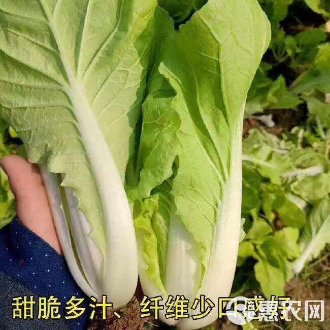 快菜种子小白菜种籽苗春秋冬蔬菜菜种籽奶油快菜种孑小白菜籽四季