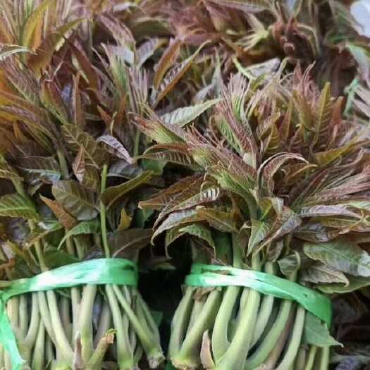  红油香椿