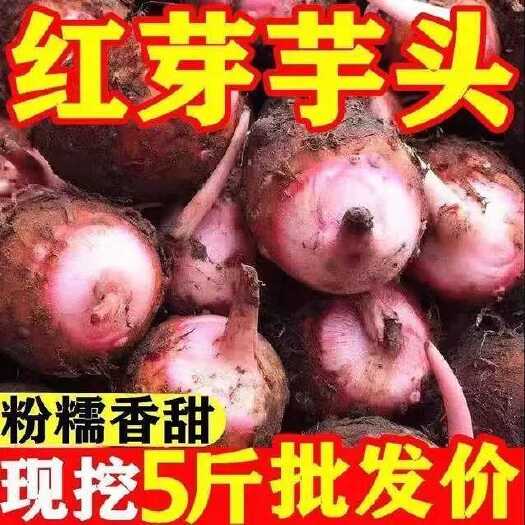 上犹县新芋上市江西铅山红芽芋头小芋头新鲜农家红梗芋艿毛芋