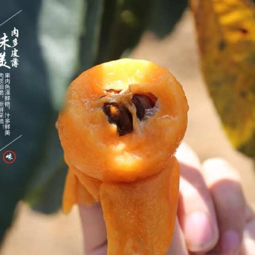 汉源县汉源枇杷一熟惊天下，满山尽挂黄金甲。