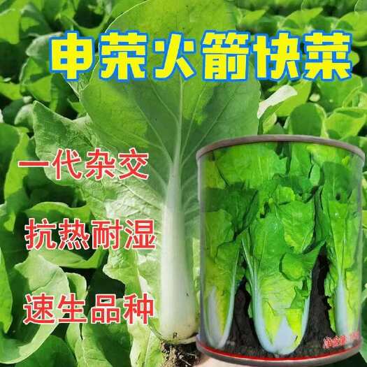 申荣火箭快菜种子小白菜籽速生高产耐热耐湿夏秋季四季青蔬菜种籽