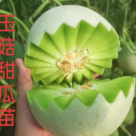 寿光市玉菇甜瓜苗嫁接苗直播苗冰激凌口感果肉细腻糖度高 产量好抗病强