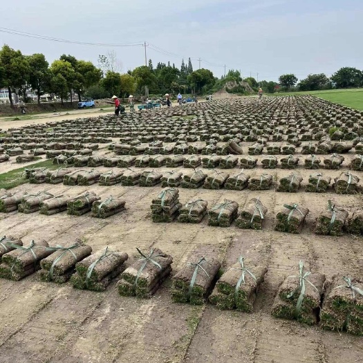 句容市百信园艺场 四季青草坪草皮 别墅庭院足球场 基地发货一手