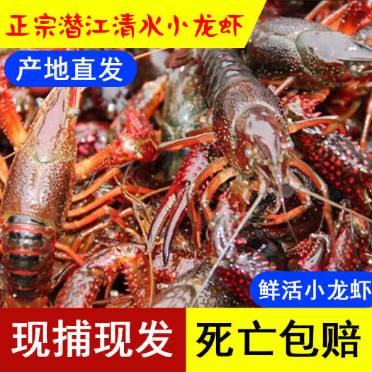 湖北潜江生态养殖清水小龙虾中青456钱