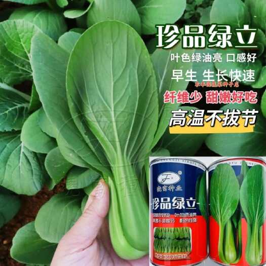 沭阳县晓富珍品绿立青梗菜种子耐热耐雨水叶色绿油亮小青菜种子引进