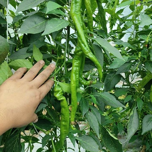 南安市辣椒。西红柿。电商货。大量供应