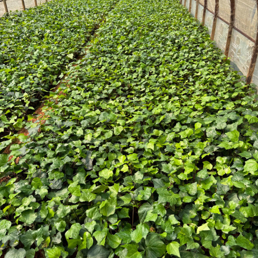 宜良县常春藤 自产自销  量大从优  产地直供 苗木花卉 工程对接