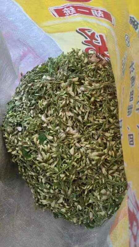 洋槐花，现摘槐花预冷加冰瓶发货