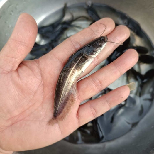 广州二须大口鲶鱼苗南方大口鲶鱼苗鲶鱼苗土鲶黄鲶花鲶杂交大口鲶