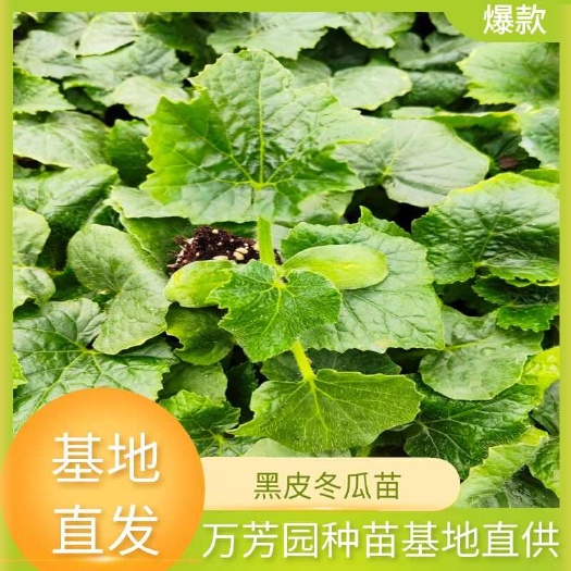 祁东县黑皮冬瓜苗 苗场直销 全国可发