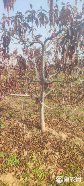 樱桃树 基地直销 规格齐全 南北适种提供种植技术