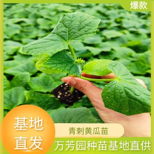 祁东县青刺黄瓜苗 密刺油亮青瓜苗秧苗