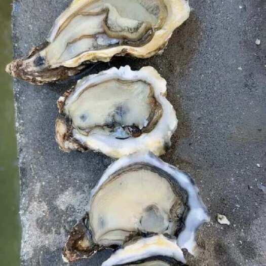 诏安县福建三倍体生蚝