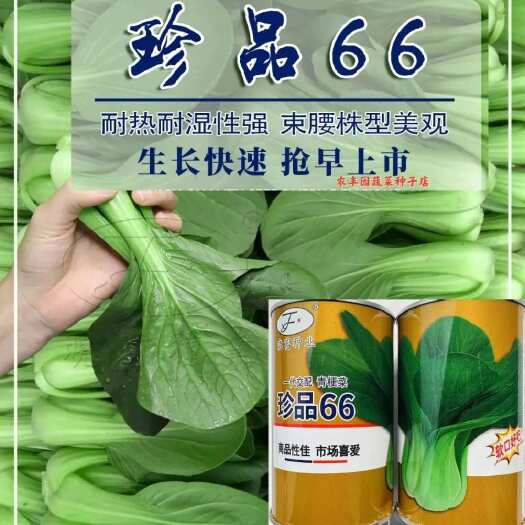 沭阳县青梗菜种子 珍品66青梗菜早生生长速度快耐热商品性好纤维少