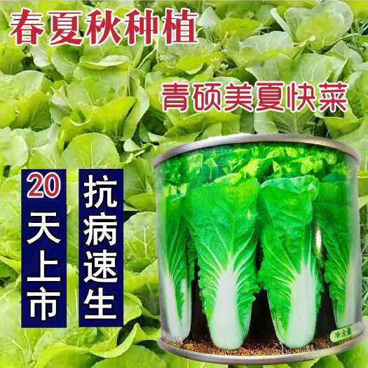 沭阳县美夏快菜种子小白菜籽速生高产耐热耐湿春夏秋冬季四季青蔬菜种籽