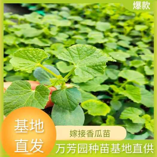 祁东县嫁接香瓜苗 苗场直销 全国可发