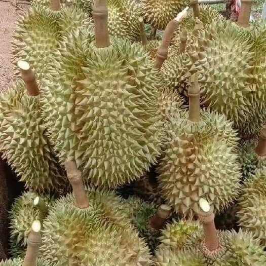 广州泰国金枕榴莲