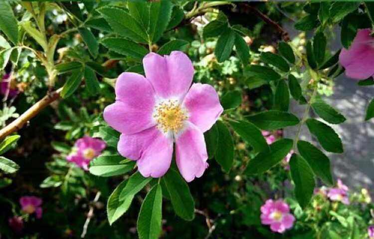 红花金樱子枝条红花金樱子，白花金樱子