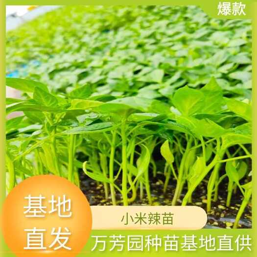 祁东县朝天椒苗 小米辣苗 苗场直销 全国可发