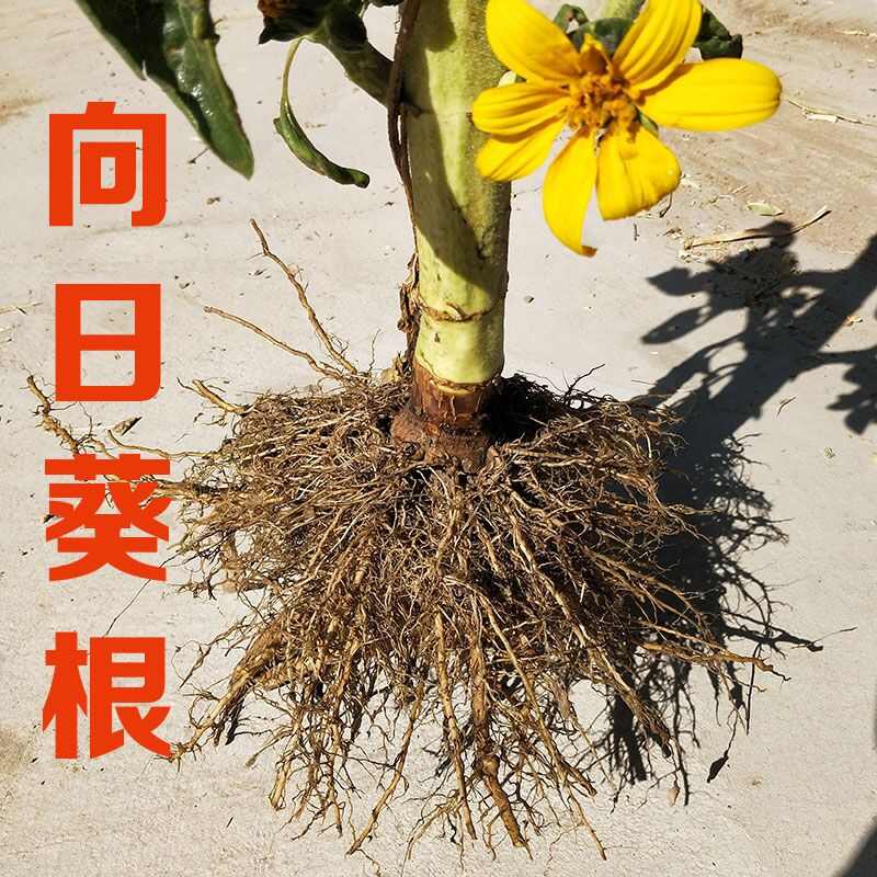 内蒙古草原晒干盐碱地葵花花盘根须中向日葵根根茎太阳花盘子脖子