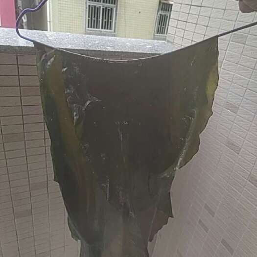  鲜海带