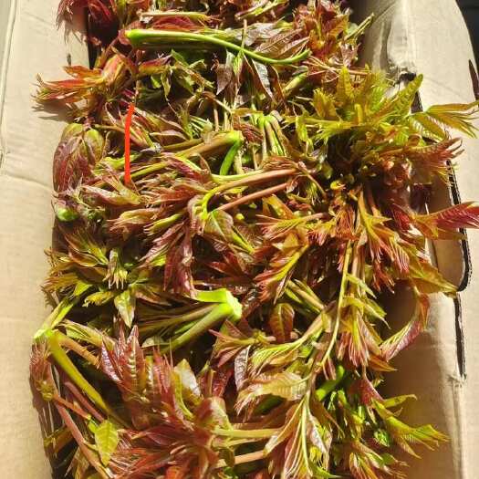 香椿芽