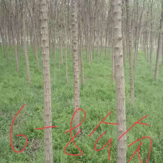 汝南县枫树苗