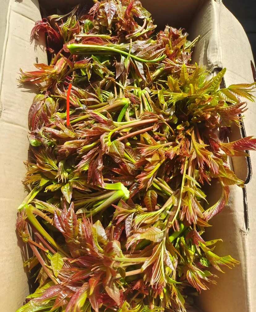 香椿芽