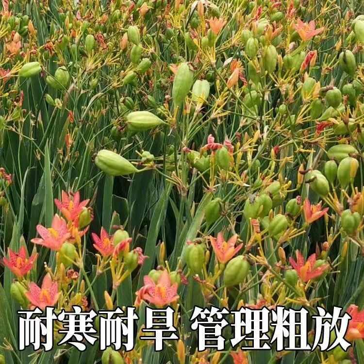 药材射干种苗