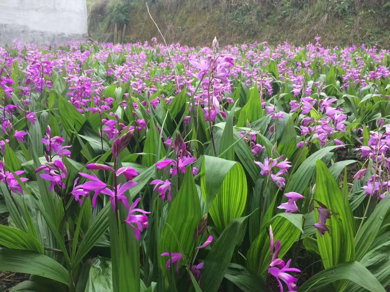 白及，紫花三叉大白芨