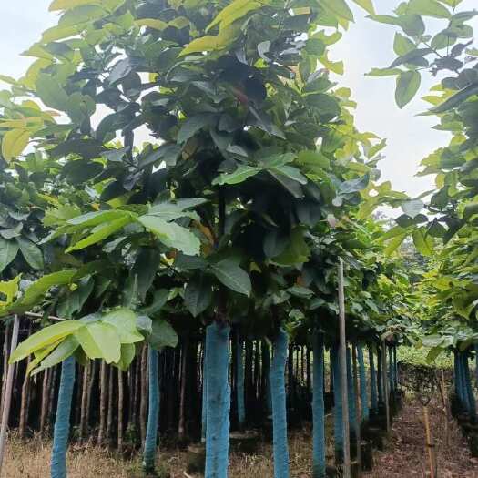 普宁市莲雾（洋蒲桃）5-8公分