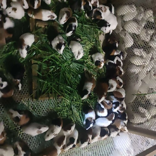 开封豚鼠，荷兰猪，荷兰鼠，三花荷兰猪，大量现货批量供应！
