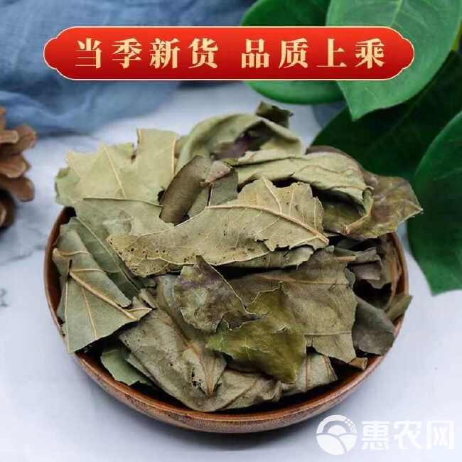 中药材新货柿子霜后叶非新鲜柿叶整张叶柿子叶茶柿子叶袋泡茶柿叶