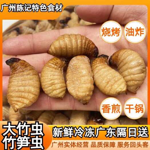 广州广东隔日送达］大竹虫，竹笋虫，竹蛆，椰子虫，熟冻货，解冻不发