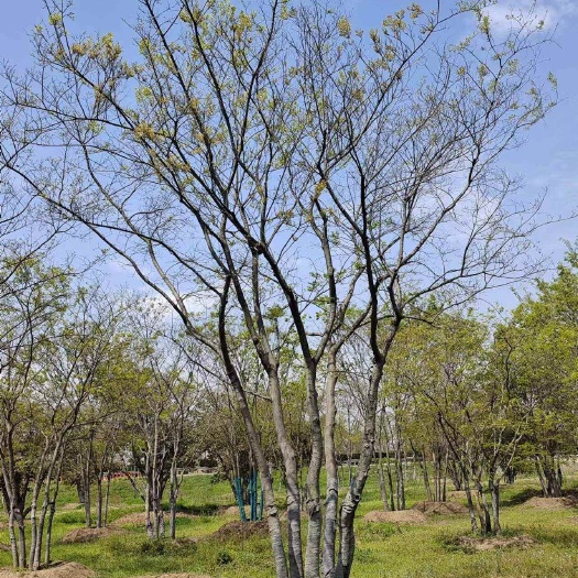 新沂市丛生朴树