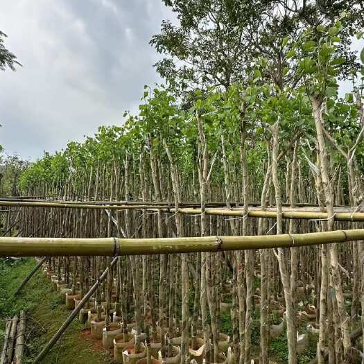 普宁市宫粉紫荆（1～15公分）