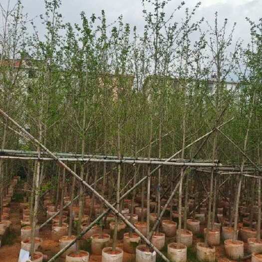 普宁市银杏树（3～10公分）