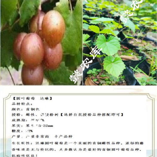 永春县达琳美国圆叶葡萄庭院露天地栽果树苗抗性强麝香葡萄