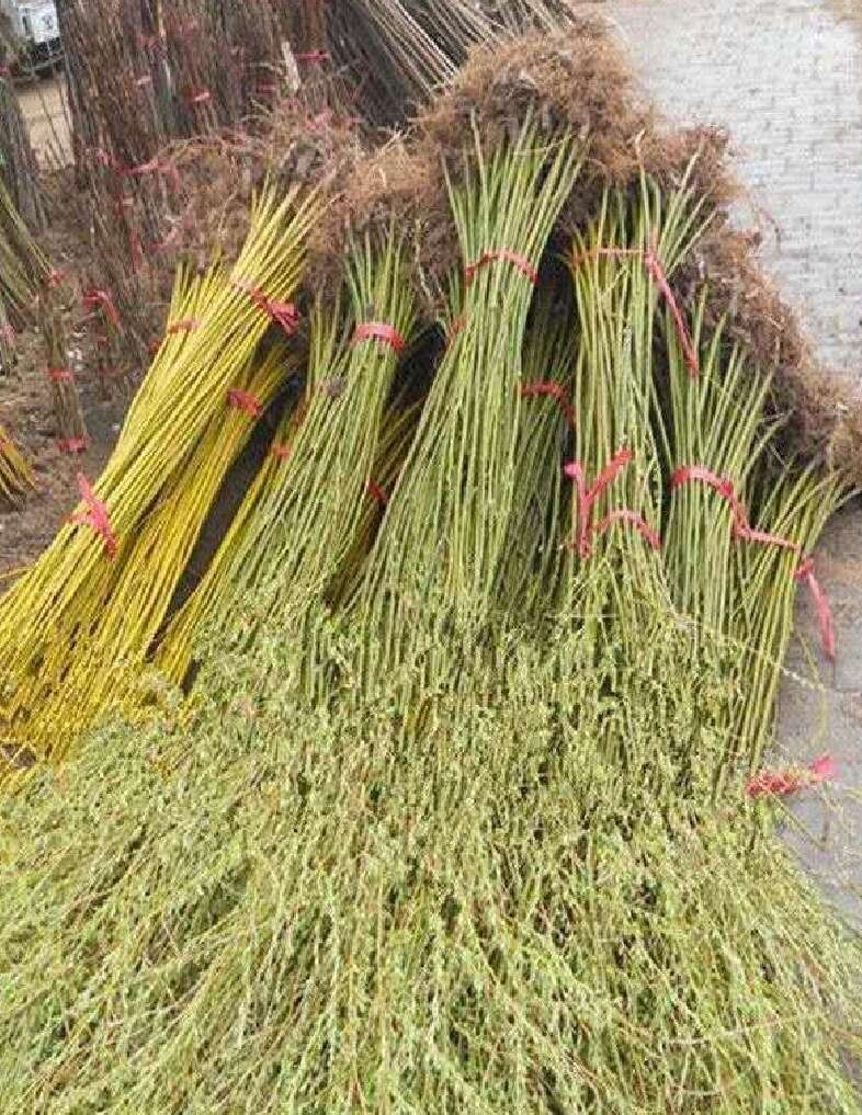 柳树苗